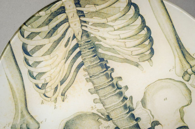Picture of Torso of Skeleton