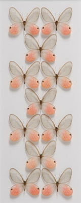Picture of Mounted Pink Butterflies