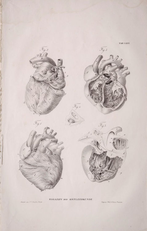 Picture of Anatomical Heart