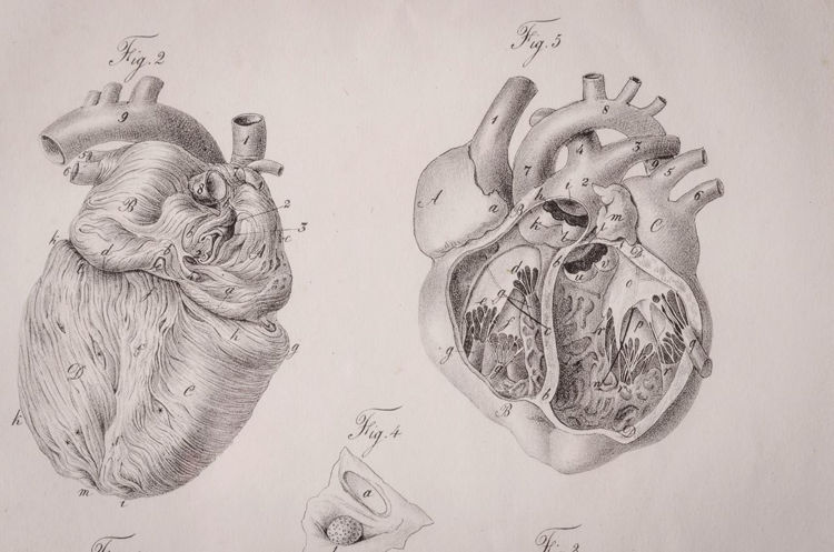 Picture of Anatomical Heart