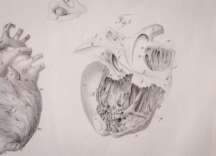 Picture of Anatomical Heart