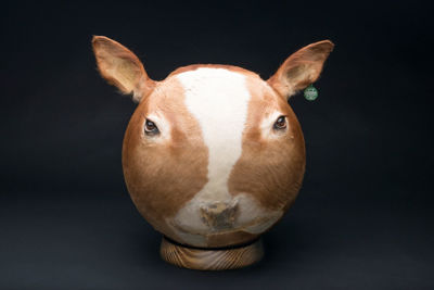 Picture of Hungarian