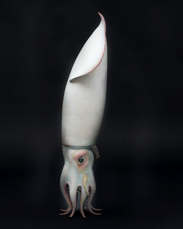 Picture of Squid