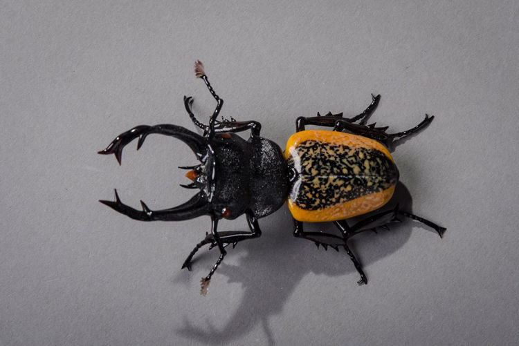 Picture of Stag Beetle