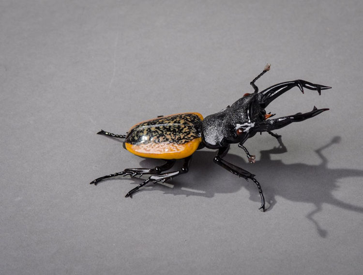 Picture of Stag Beetle