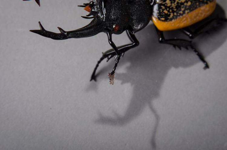 Picture of Stag Beetle