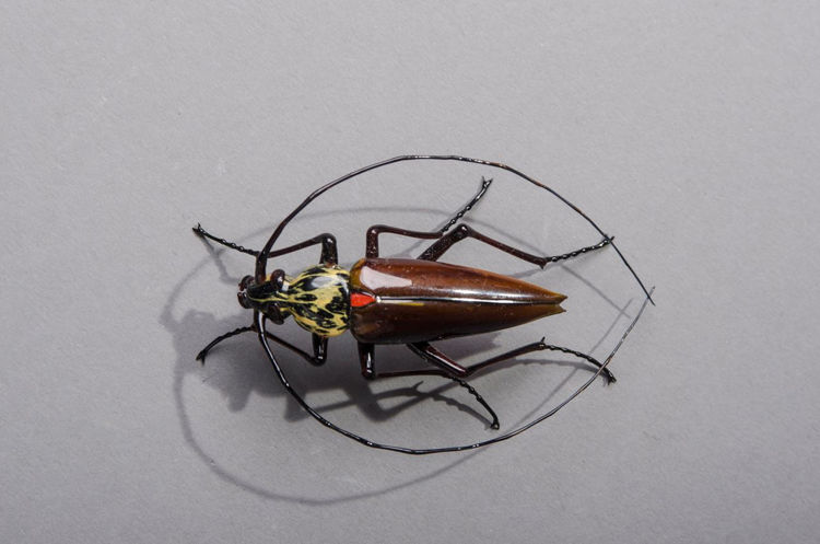 Picture of Sweep Antenna Beetle