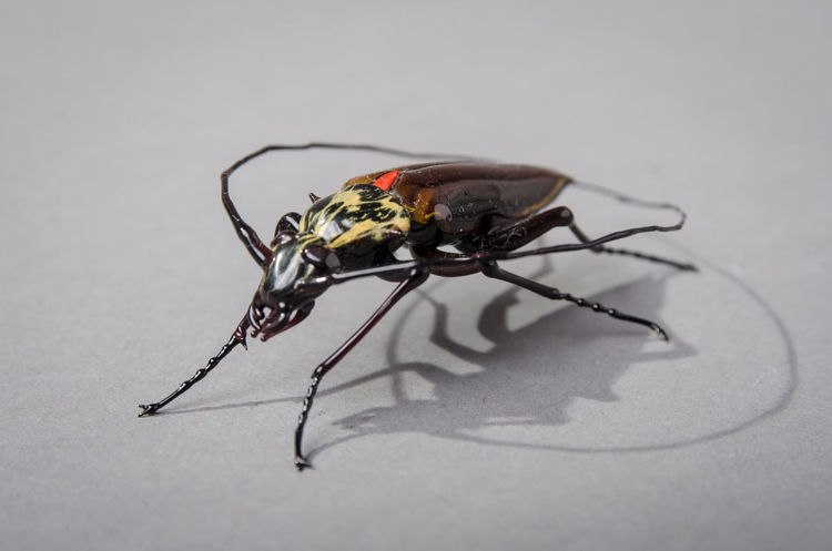 Picture of Sweep Antenna Beetle