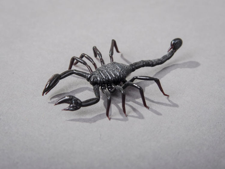 Picture of Scorpion