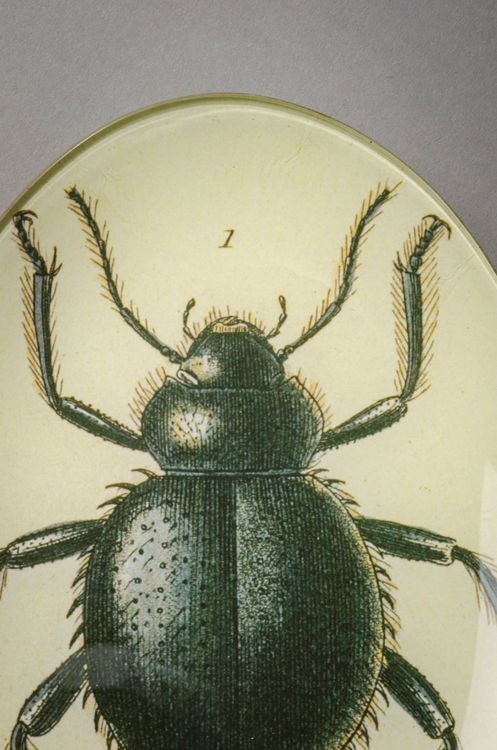 Picture of Beetle Plate