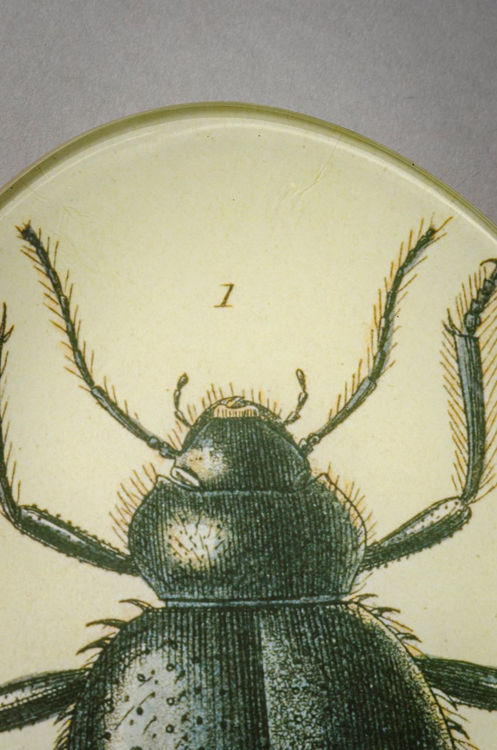 Picture of Beetle Plate