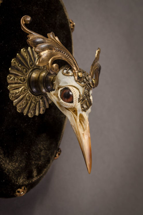 Picture of Elaborate Bird Skull