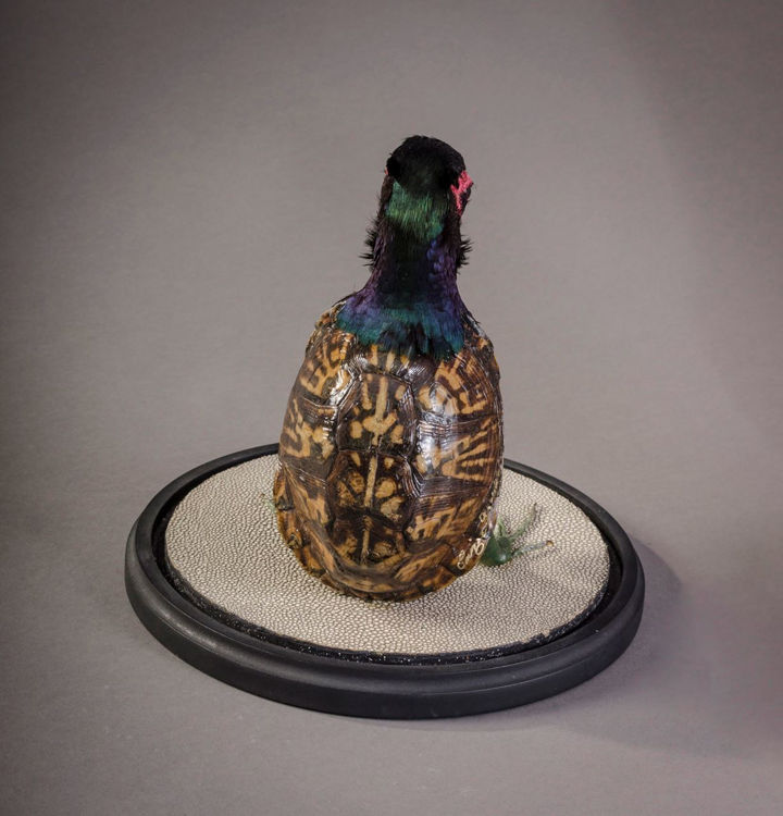 Picture of Bird Turtle
