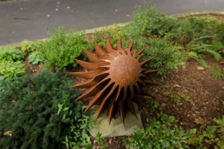 Picture of Seed Pod