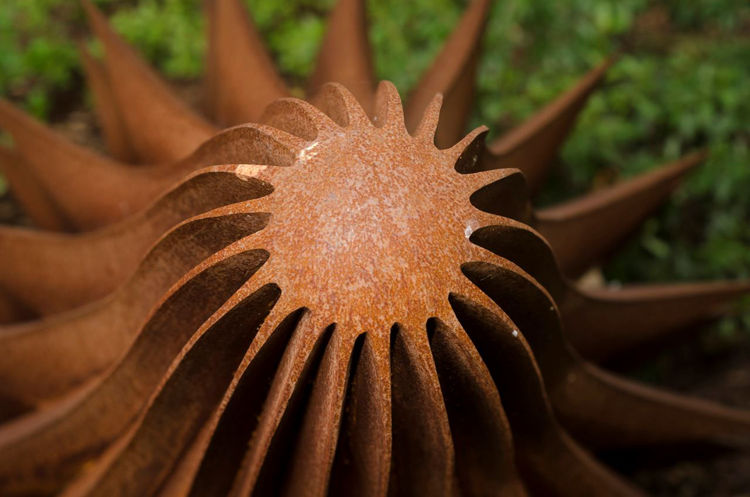 Picture of Seed Pod