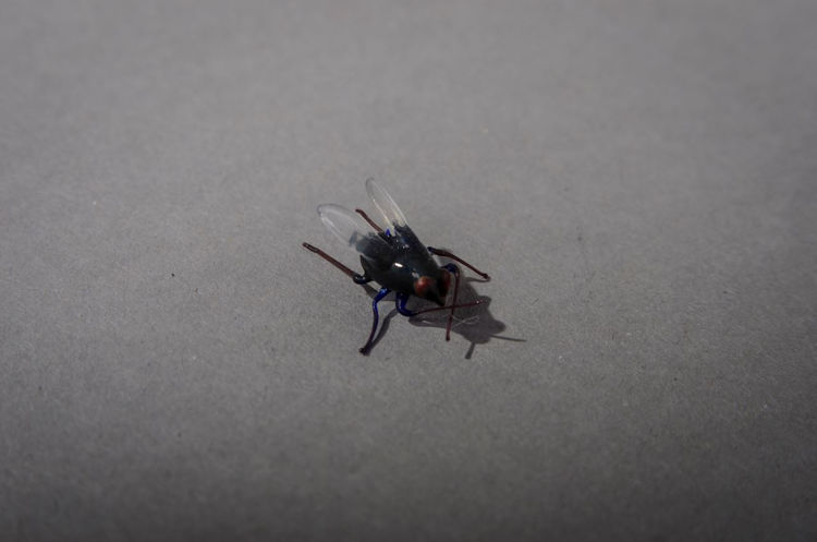 Picture of Fly
