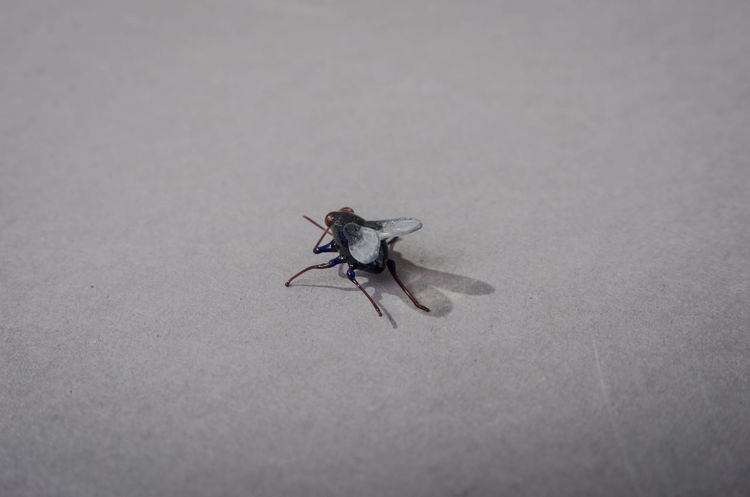 Picture of Fly