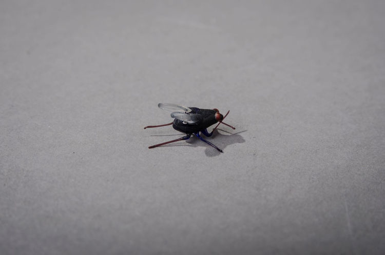 Picture of Fly