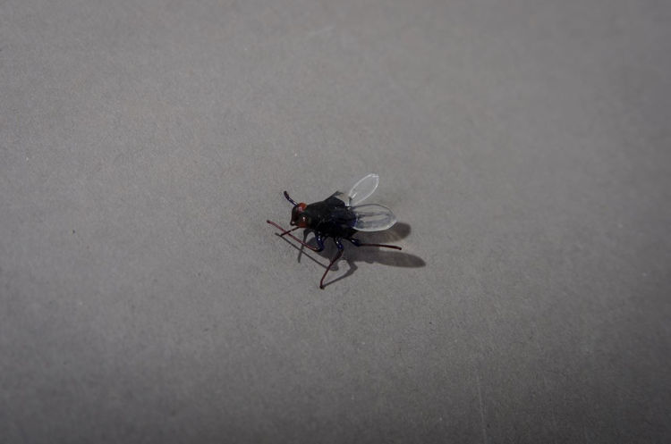 Picture of Fly