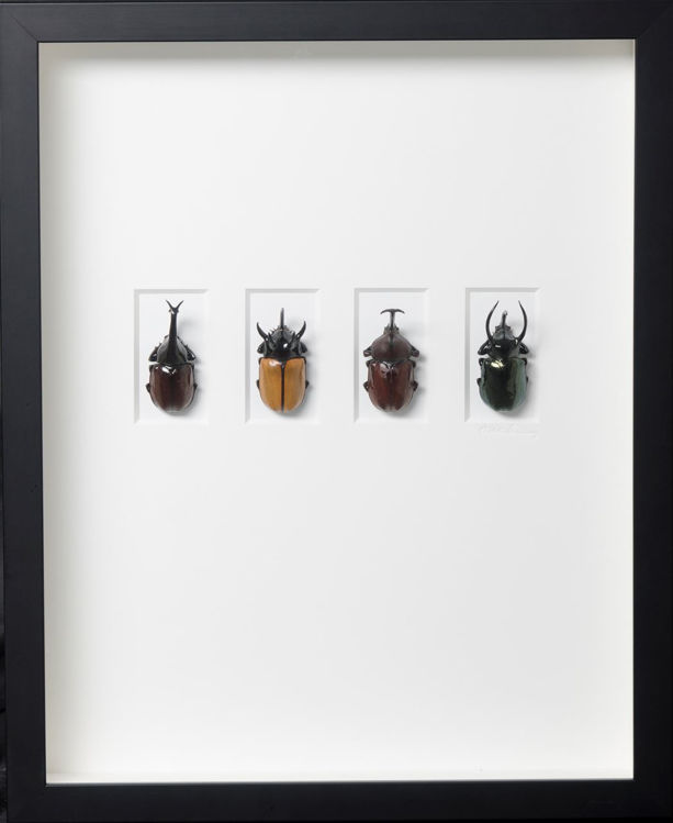 Picture of Rhino Beetle Study