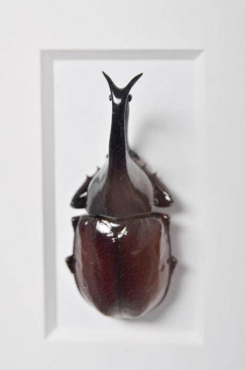 Picture of Rhino Beetle Study