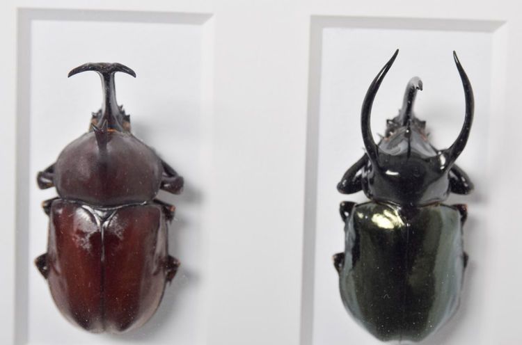 Picture of Rhino Beetle Study