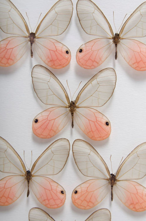 Picture of Mounted Pink Butterflies