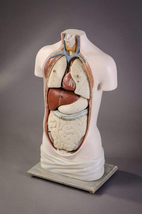 Picture of Torso Medical Model