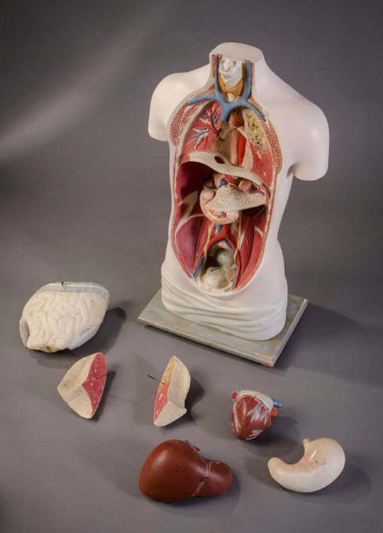 Picture of Torso Medical Model