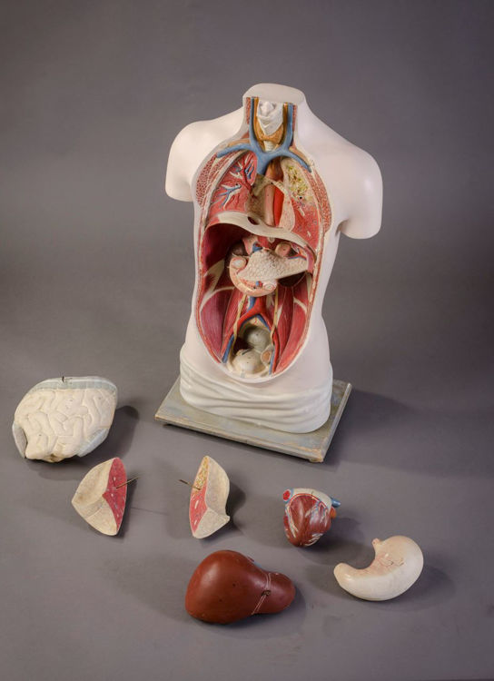 Picture of Torso Medical Model