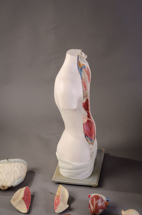 Picture of Torso Medical Model