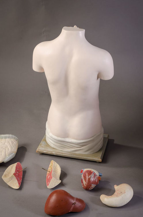 Picture of Torso Medical Model