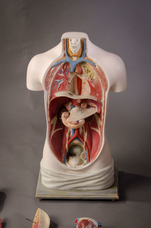 Picture of Torso Medical Model