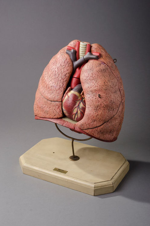 Picture of Lung Medical Model