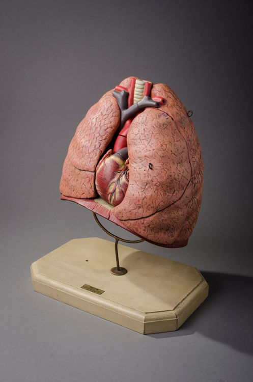 Picture of Lung Medical Model