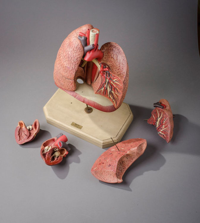 Picture of Lung Medical Model