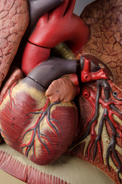 Picture of Lung Medical Model