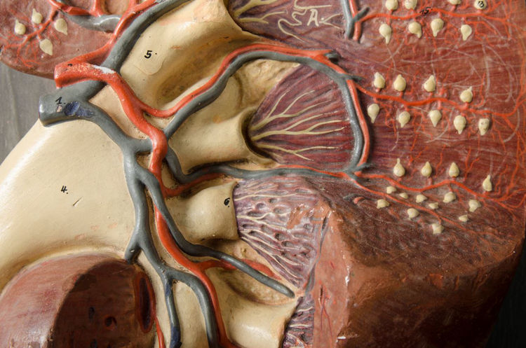 Picture of Kidney Medical Model