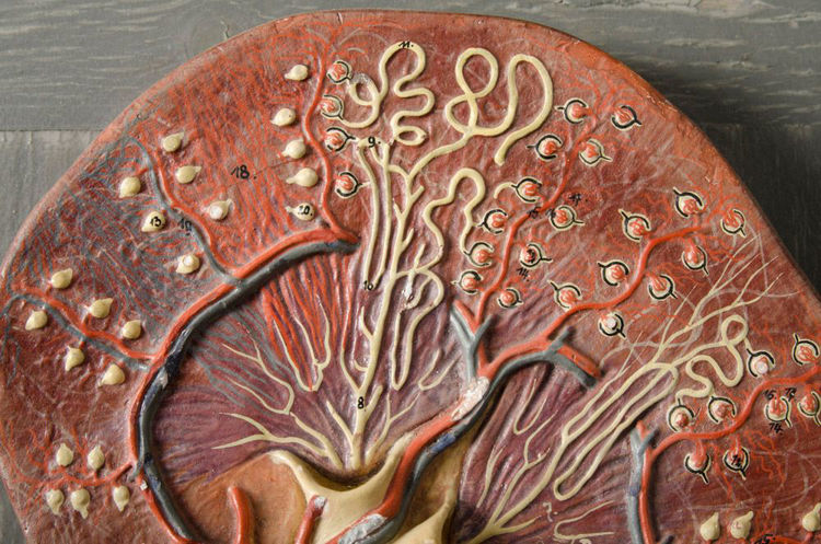 Picture of Kidney Medical Model