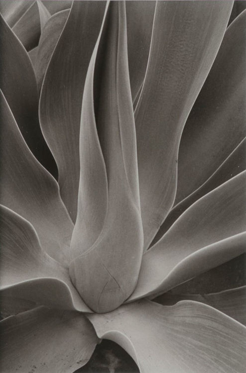Picture of Agave