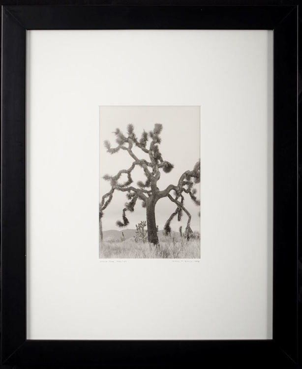 Picture of Joshua Tree