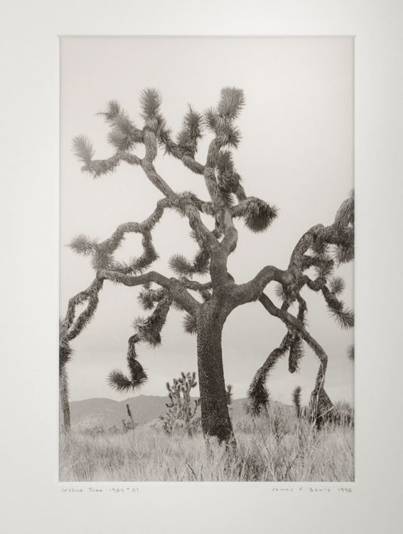 Picture of Joshua Tree