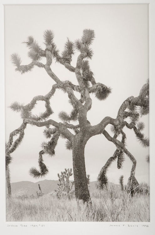 Picture of Joshua Tree