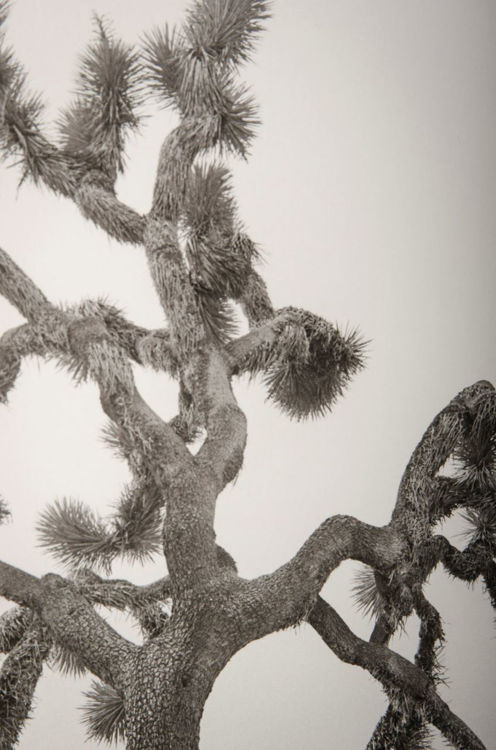 Picture of Joshua Tree