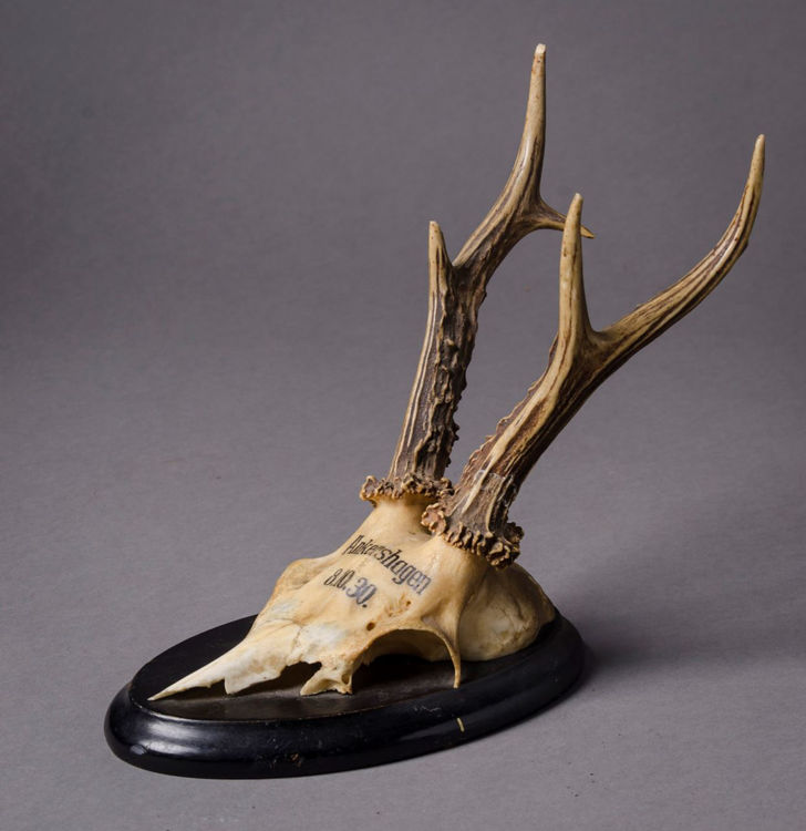 Picture of Antlers Ankershagen