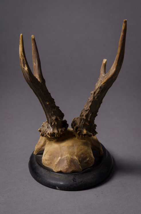 Picture of Antlers Ankershagen