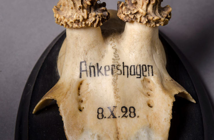 Picture of Antlers Ankershagen