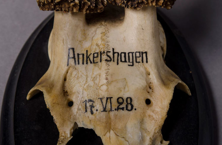 Picture of Antlers Ankershagen