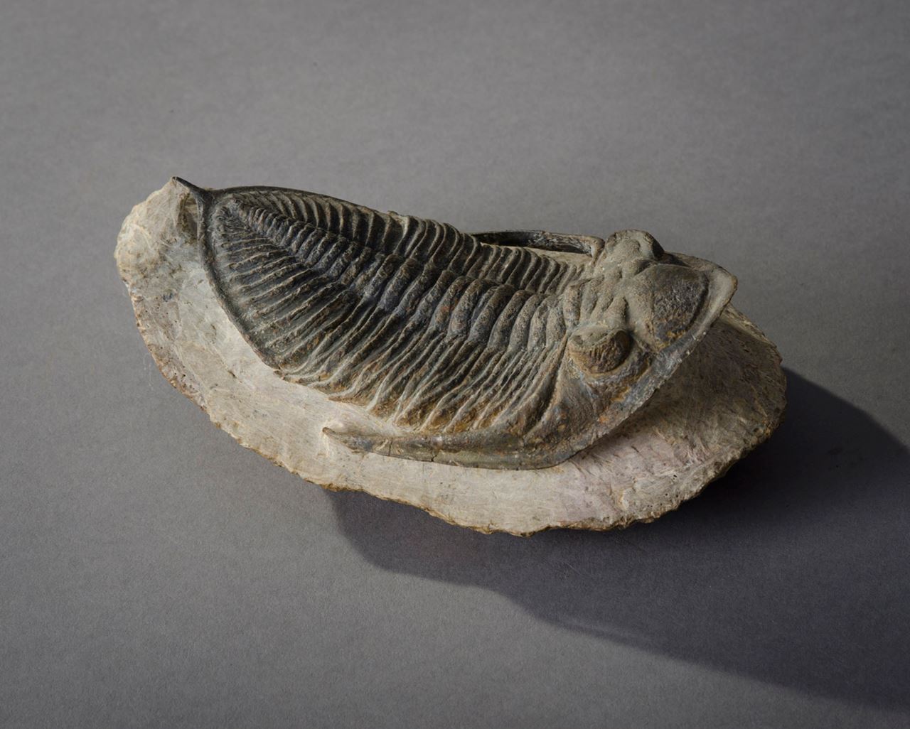 Cast Fossil | Hieronymus Objects