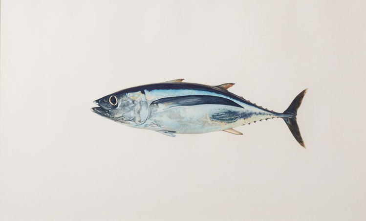 Picture of Albacore